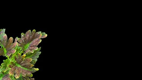 Colorful flowers with a soft texture with a solid background. Stock Photos