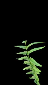 Colorful flowers with a soft texture with a solid background. Stock Photos