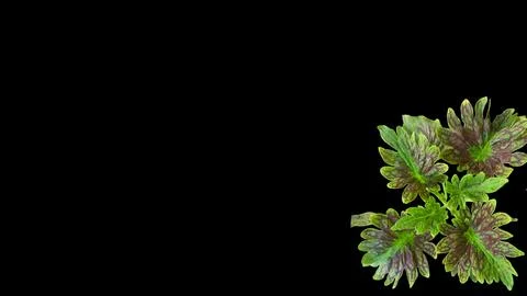 Colorful flowers with a soft texture with a solid background. Stock Photos