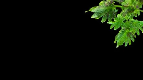 Colorful flowers with a soft texture with a solid background. Stock Photos