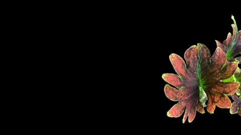 Colorful flowers with a soft texture with a solid background. Stock Photos