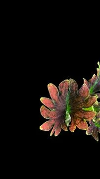 Colorful flowers with a soft texture with a solid background. Stock Photos