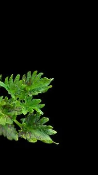 Colorful flowers with a soft texture with a solid background. Stock Photos