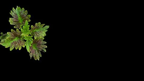 Colorful flowers with a soft texture with a solid background. Stock Photos