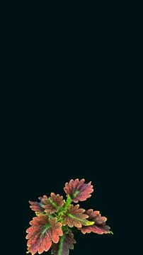 Colorful flowers with a soft texture with a solid background. Stock Photos