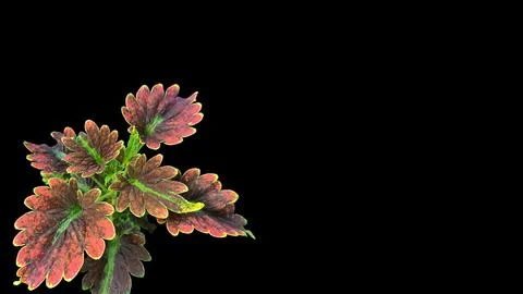 Colorful flowers with a soft texture with a solid background. Stock Photos