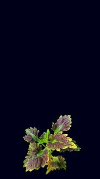 Colorful flowers with a soft texture with a solid background. Stock Photos