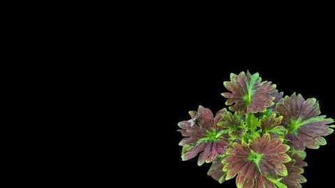 Colorful flowers with a soft texture with a solid background. Stock Photos