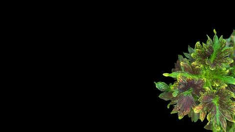 Colorful flowers with a soft texture with a solid background. Stock Photos