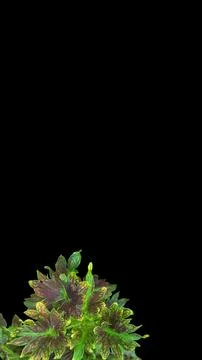 Colorful flowers with a soft texture with a solid background. Stock Photos