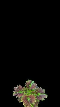 Colorful flowers with a soft texture with a solid background. Stock Photos