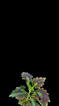 Colorful flowers with a soft texture with a solid background. Stock Photos