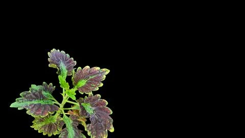 Colorful flowers with a soft texture with a solid background. Stock Photos