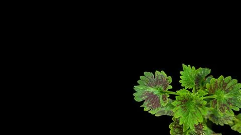 Colorful flowers with a soft texture with a solid background. Stock Photos