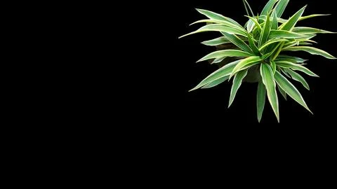 Colorful flowers with a soft texture with a solid background. Stock Photos