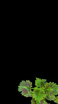 Colorful flowers with a soft texture with a solid background. Stock Photos