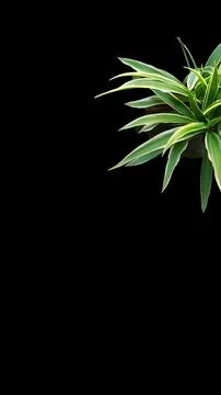 Colorful flowers with a soft texture with a solid background. Stock Photos