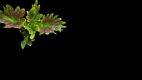 Colorful flowers with a soft texture with a solid background. Stock Photos