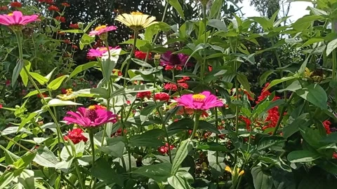 Colorful flowers in the wind 2 Vidéo 220654087