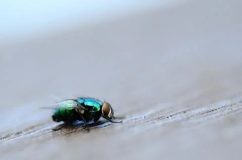 Colorful fly on a surface Stock Photos
