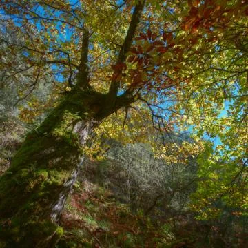 Colorful foliage of a chestnut tree Stock Photos