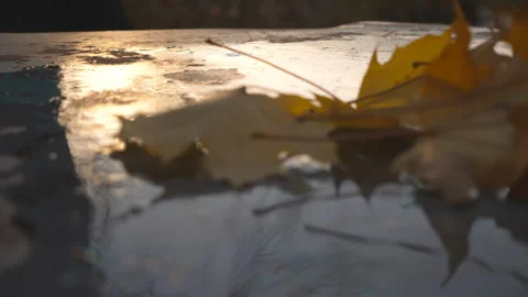 Colorful foliage falling in a puddle on the table at park. Yellow maple leaves Stock Footage 296316676