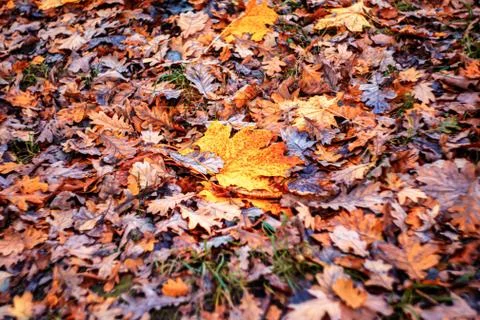 Colorful foliage in the park. Falling maple and oak leaves natural background 스톡 사진