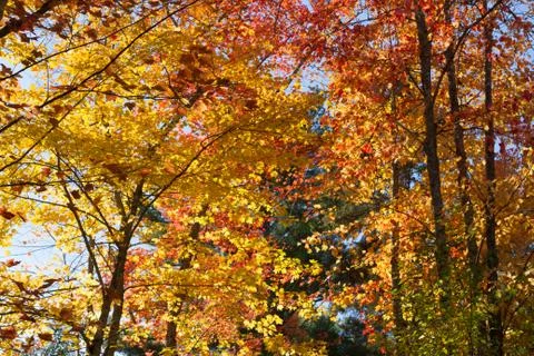 Colorful Foliage Stock Photos