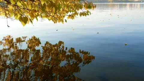 Colorful foliage tree reflections in calm pond water on a beautiful autumn da 스톡 동영상 285225658