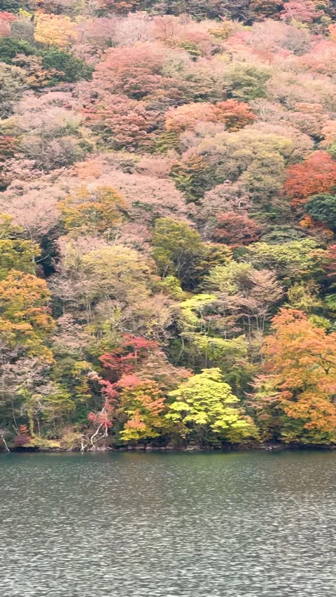 Colorful foliage on trees lining the shore of a Ashi Lake, Japan Stock Footage 332777648