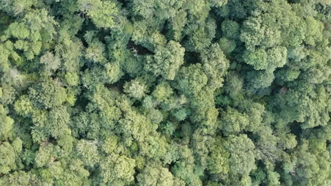 Colorful  forest from above, Captured with Drone. Stock Footage 138024281
