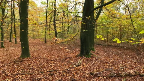 Colorful forest with beech trees in soft light and much brown leaves Stock Footage 212552137