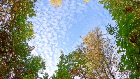 Colorful forest canopy with drifting clouds across autumn sky Stock Footage 320659270