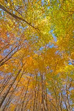 Colorful Forest Canopy in the Fall Stockfoto's