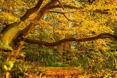 Colorful forest in the fall Stock Photos