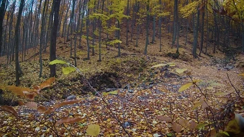 Colorful forest with falling leafs Stock Footage 70178514