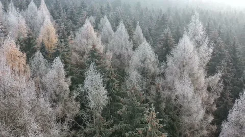 Colorful forest Stock Footage 229500033