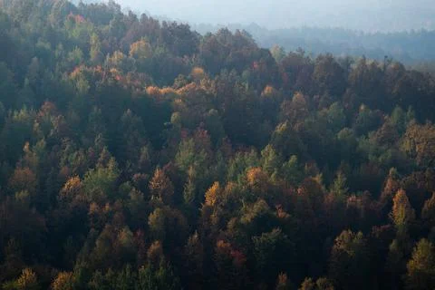 Colorful forest on hillside in autumn Stock Photos