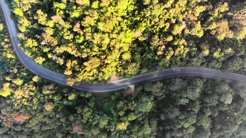 Colorful forest with light of sun asphalt road through mountain Stock Footage 145341189
