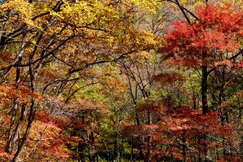 Colorful forest Stock Photos