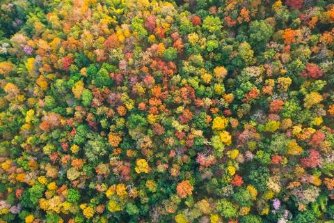 Colorful forest. Stock Photos