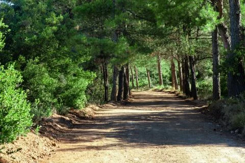 Colorful forest with sun rays through branches of trees. Scenery of nature wi Stock Photos