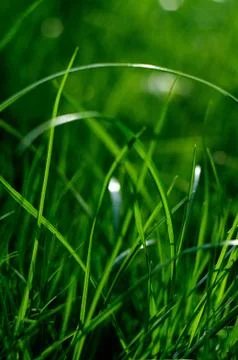 Colorful fresh green young grass close-up, sergiev posad, moscow region, russ Stock Photos