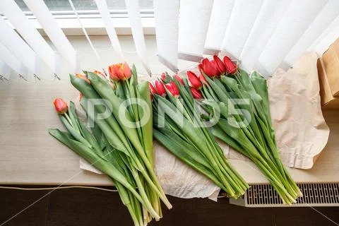 Colorful fresh tulip flowers on the windowsill near the blinds. Stock Photos