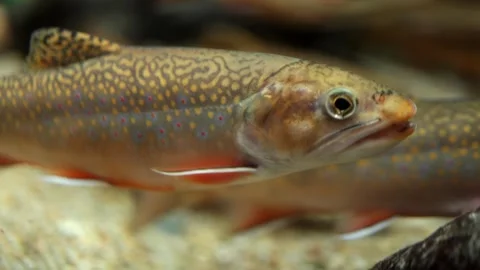 Colorful freshwater fish with distinctive patterns swims gracefully in a clear 库存影片 335088473