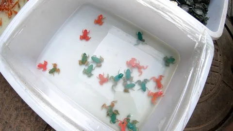 Colorful frog Stock Footage 105244405