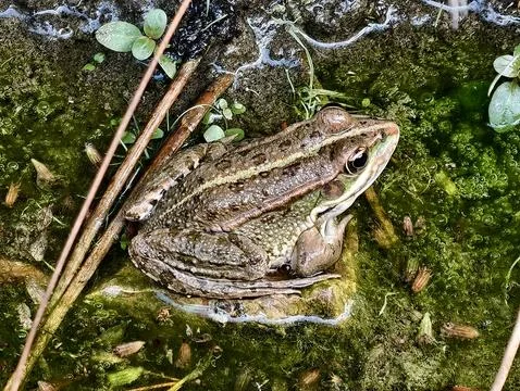 Colorful frog on moss by water, patterned frog seated among moss and twigs .. Stock Photos