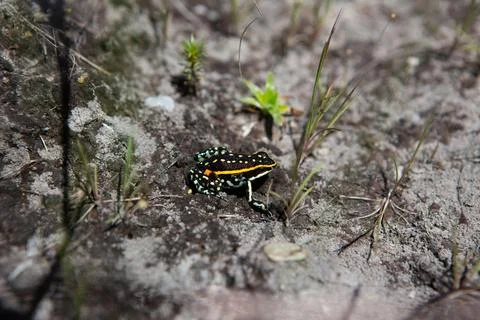 Colorful frog on the stone Stock Photos
