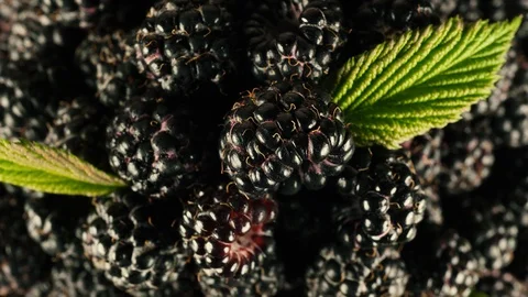 Colorful fruit composition of black berries and green leaves. Stock Footage 112644274