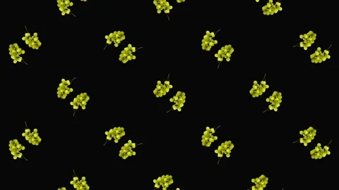 Colorful fruit pattern of fresh rotating grapes on black background. Seamless Stock Footage 167488938